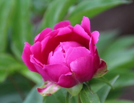 芍藥花能在家里養(yǎng)嗎，吸收陰氣/陽宅鎮(zhèn)不住(迷信說法)