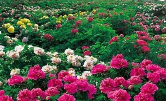 牡丹花怎么修剪，牡丹花修剪方法