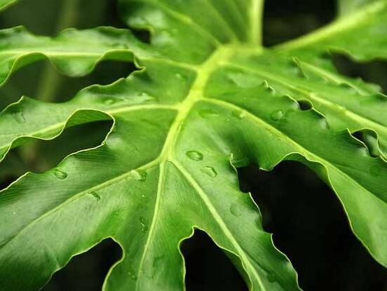 龜背竹葉子發(fā)黃怎么辦，龜背竹葉子發(fā)黃解決辦法