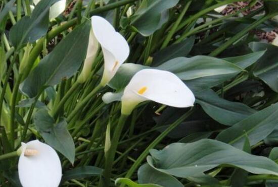 馬蹄蓮葉子發(fā)黃怎么辦，五個(gè)步驟讓它重新恢復(fù)生機(jī)