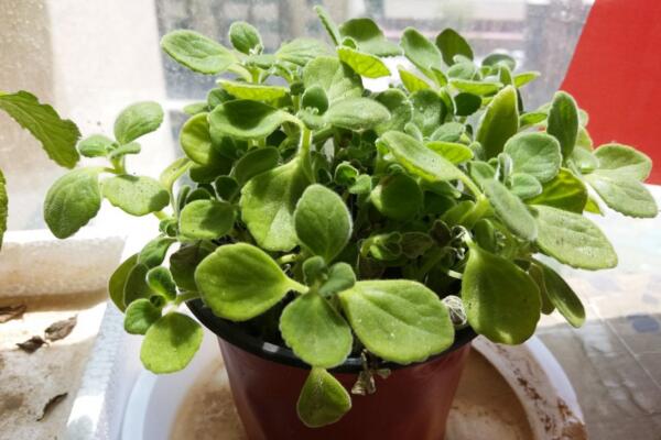 碰碰香種子種植方法，種植詳細(xì)步驟以及種植注意事項(xiàng)