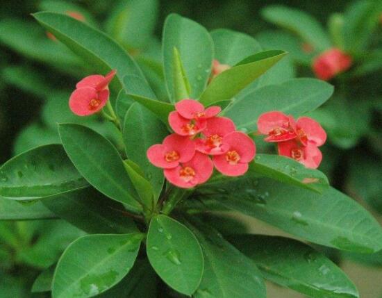 臭海棠花的養(yǎng)殖方法，老農(nóng)總結(jié)簡單實(shí)用七個養(yǎng)殖技巧