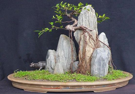 榕樹盆景放在客廳好嗎，導致家人生病、身體不好