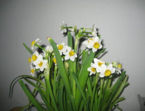 關(guān)于水仙花的知識，老農(nóng)解析五個最全面的概述