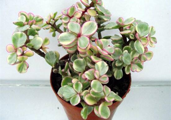 雅樂之舞適合什么花盆，陶盆、紫砂盆、泥瓦盆最為合適