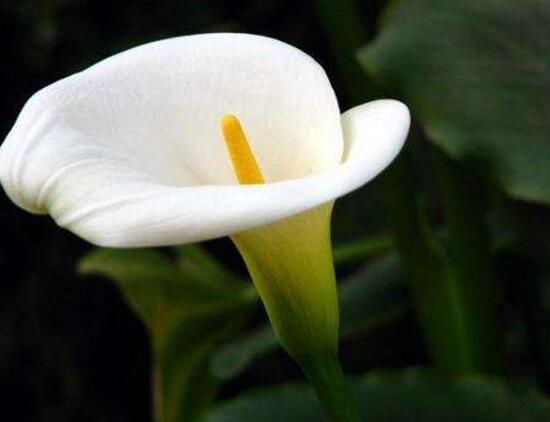 馬蹄蓮的品種有哪些，馬蹄蓮品種圖片大全