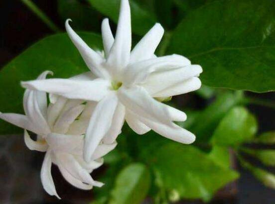 茉莉不開花是什么原因，注意這六點(diǎn)讓你的茉莉花爆盆