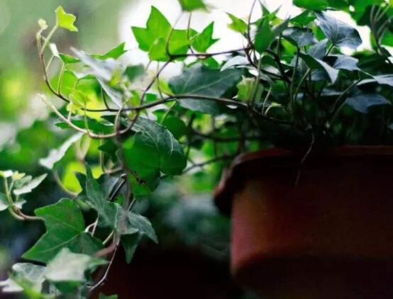 常春藤晚上能放臥室嗎，能/凈化空氣、舒緩身心、擋煞驅(qū)煞