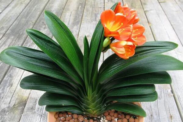 君子蘭開花后怎么處理，分為留種處理與不留種處理