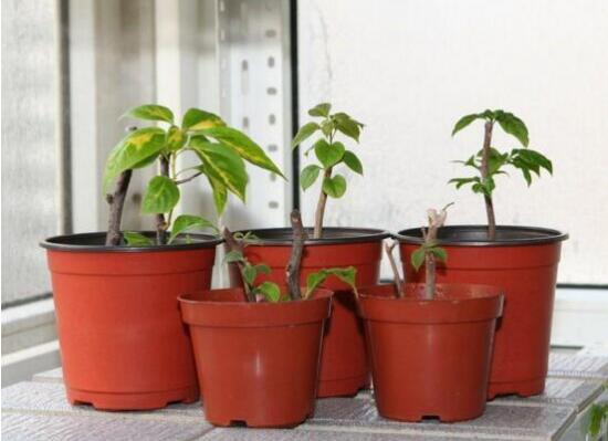 三角梅怎么繁殖，三角梅的扦插方法圖解