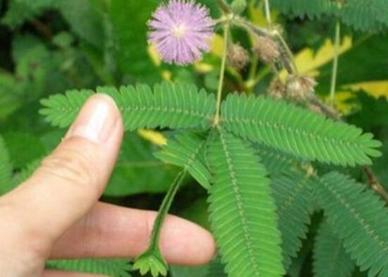 含羞草需要施肥嗎，含羞草怎么施肥