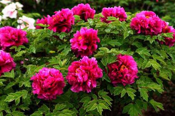 家養(yǎng)牡丹花種植方法，最基本的五大技巧缺一不可