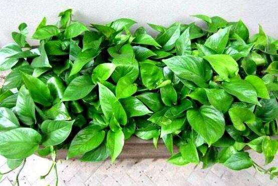 綠蘿的作用有哪些，凈化空氣、點(diǎn)綴家居之美