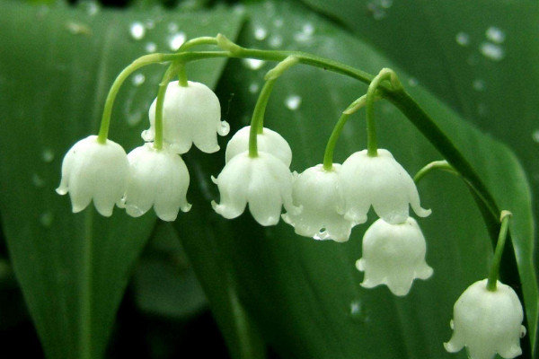 鈴蘭花的花語是什么，人格高尚/幸福歸來