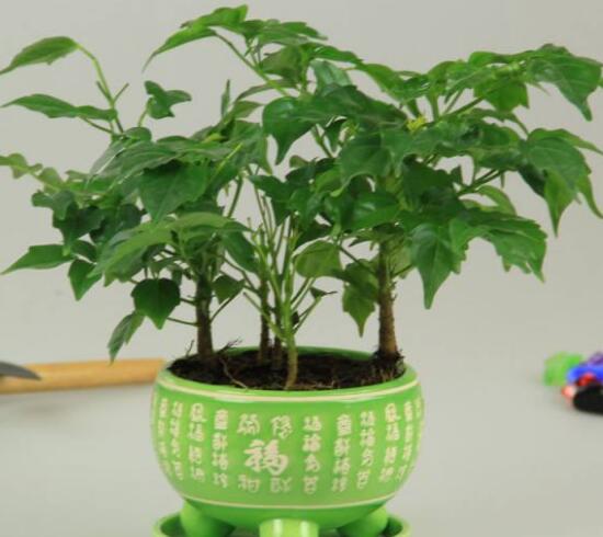 平安樹爛根怎么辦，平安樹爛根處理方法