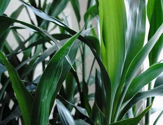 富貴竹葉子發(fā)黃怎么辦，四種原因以及解決辦法