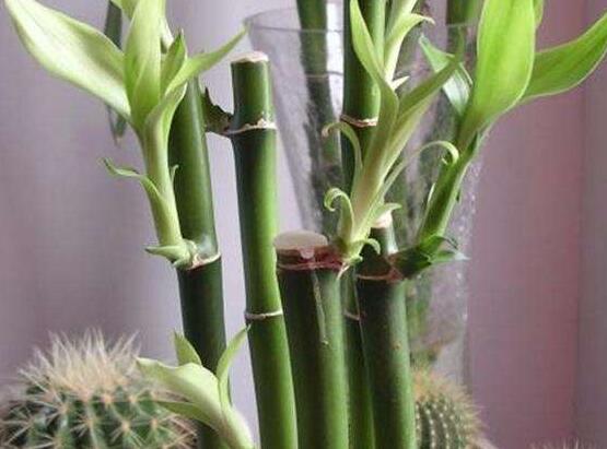 如何修剪富貴竹，教你最全面三種修剪方法(枝葉/葉芽/根系)