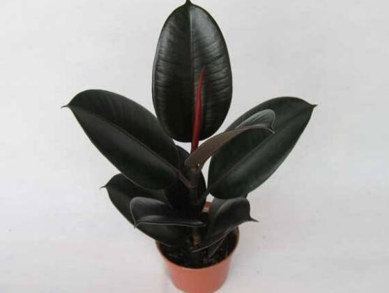 橡皮樹葉子發(fā)黃怎么辦，八個(gè)辦法變得郁郁蔥蔥