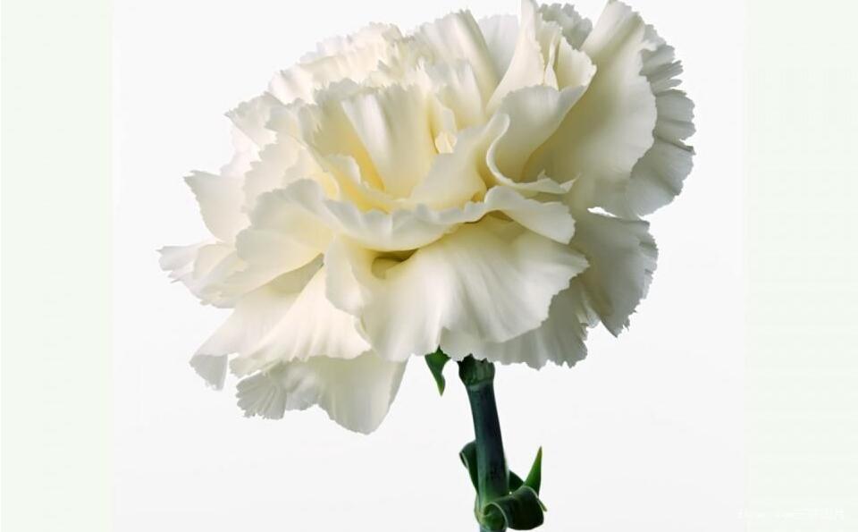 康乃馨盆栽怎么養(yǎng)才長(zhǎng)得好，5種方法讓你盆栽亭亭如蓋