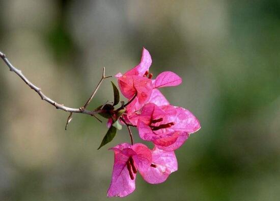三角梅葉子發(fā)黃的原因，三角梅葉子發(fā)黃脫落怎么辦