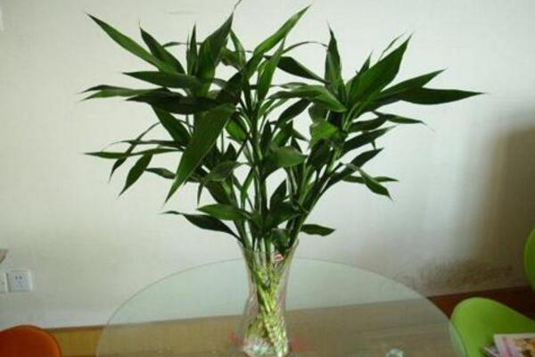 富貴竹怎么水養(yǎng)才旺盛，勤換水并保持養(yǎng)分充足