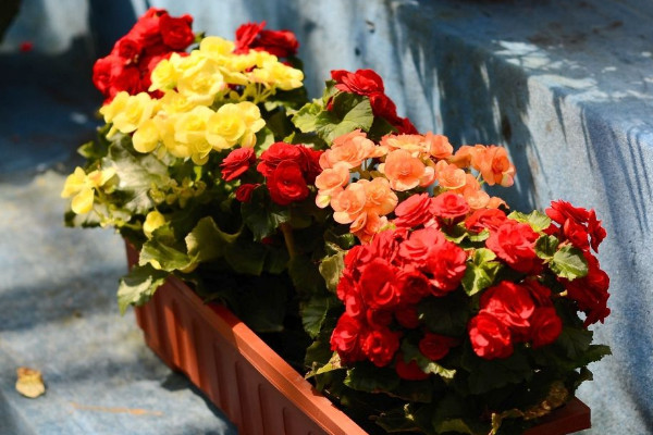 盆栽玫瑰花冬天怎么養(yǎng)，控溫控水/增光剪枝