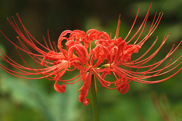 彼岸花花語是什么，象征著絕望愛情