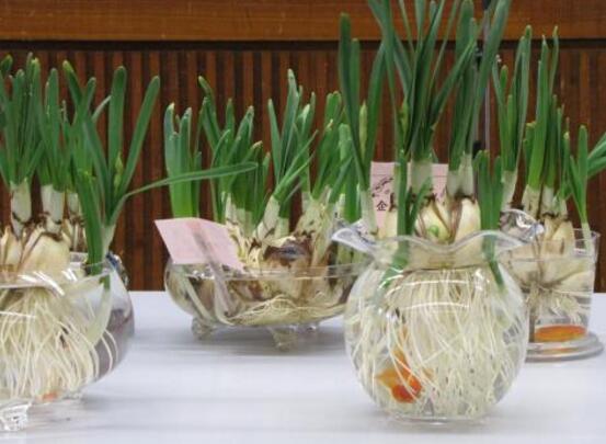 水培水仙花的養(yǎng)殖方法，五個(gè)簡(jiǎn)單小步驟可養(yǎng)好
