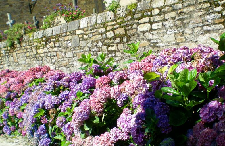 繡球花北方冬天怎么養(yǎng)，要隨著溫度變化進(jìn)行必要的措施