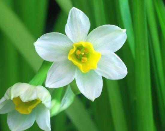 水仙花水培養(yǎng)殖方法，教你三種簡(jiǎn)單可行的方法