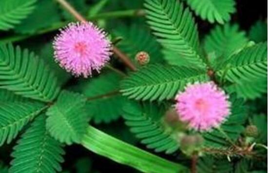 含羞草需要施肥嗎，含羞草怎么施肥