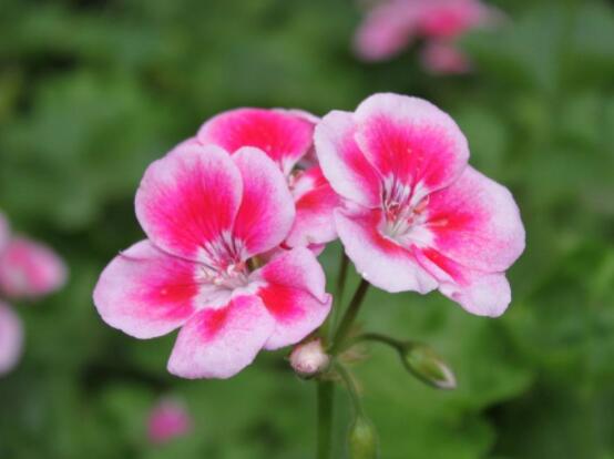 天竺葵適合什么花盆，紫砂盆是最好一種(透氣滲水)
