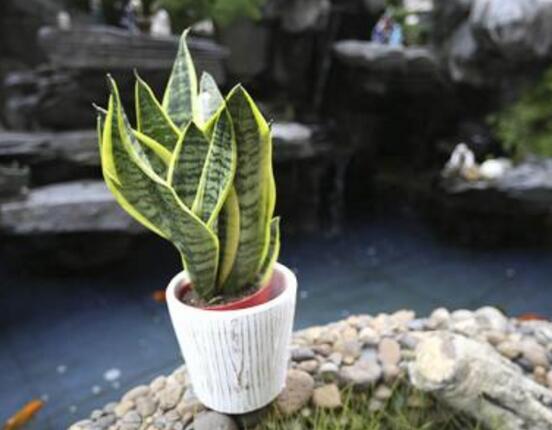 虎皮蘭的病害及防治，虎皮蘭五大病害及防治方法