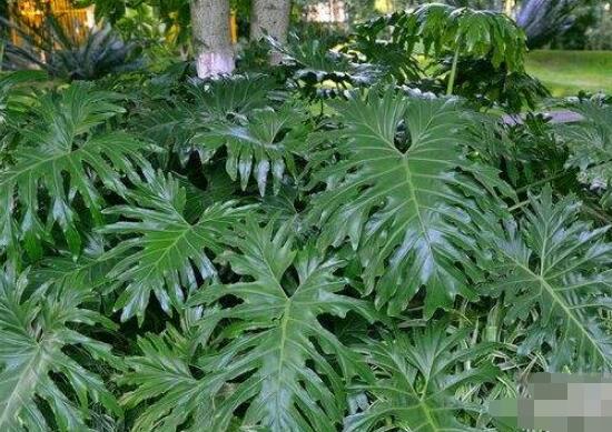 龜背竹晚上放臥室嗎，可以/凈化空氣、添福加壽、有利健康