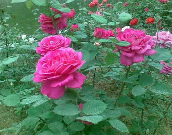 月季花幾月栽培最適宜，4-5月或9-10月是最佳時間