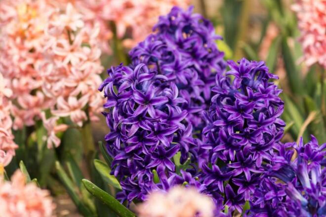 水仙花和風(fēng)信子的區(qū)別，從3個方面了解不同之處