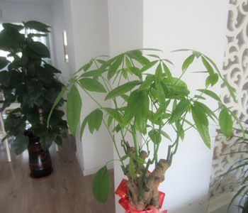 發(fā)財(cái)樹怎么修剪，發(fā)財(cái)樹的修剪方法圖