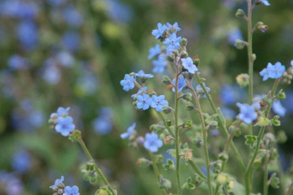 倒提壺怎么養(yǎng)，做好以下4點是關(guān)鍵