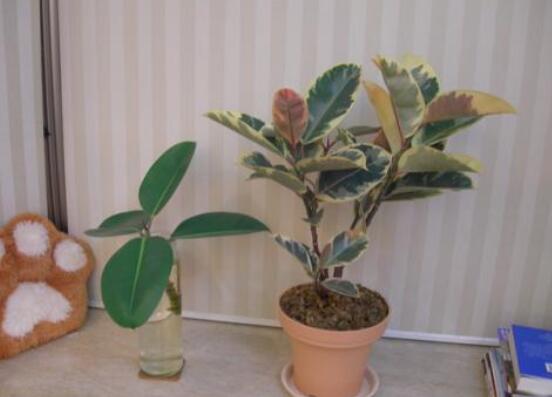 橡皮樹剪下來怎么生根，做好五個步驟便可發(fā)芽長葉