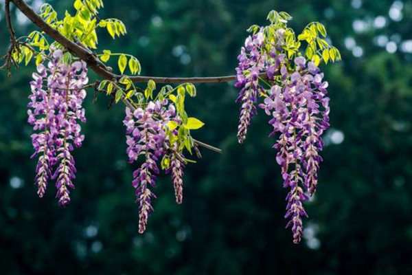 紫藤花的花語(yǔ)和寓意