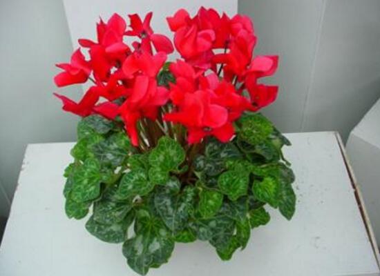 仙客來可以扦插嗎，仙客來的繁殖方法