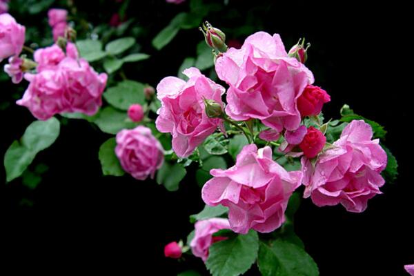 薔薇不開(kāi)花怎么辦，加強(qiáng)光照并補(bǔ)充養(yǎng)分