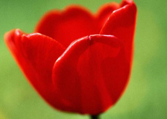 郁金香家庭水培方法，花球選擇很關(guān)鍵