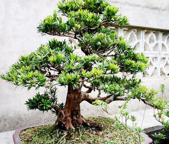 羅漢松品種，盤點(diǎn)羅漢松最珍貴的五大品種