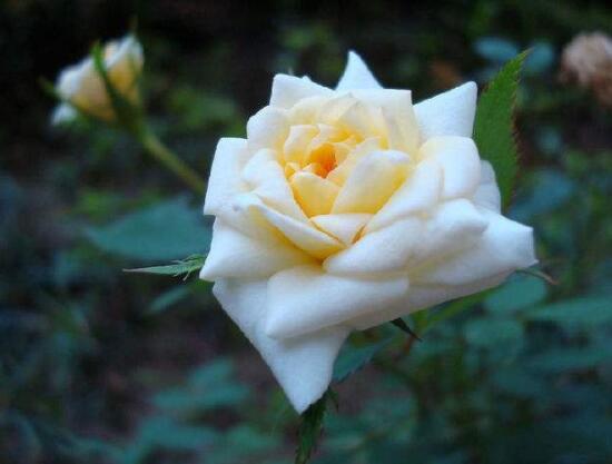 月季開花后怎么修剪，輕剪為佳、中剪為輔(三次花期修剪)