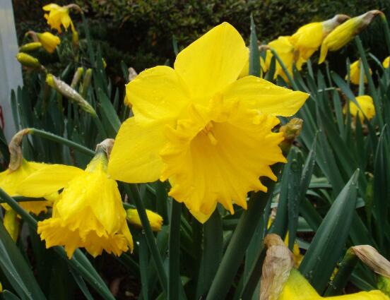 水仙花可以四季水培嗎，水仙花水培方法
