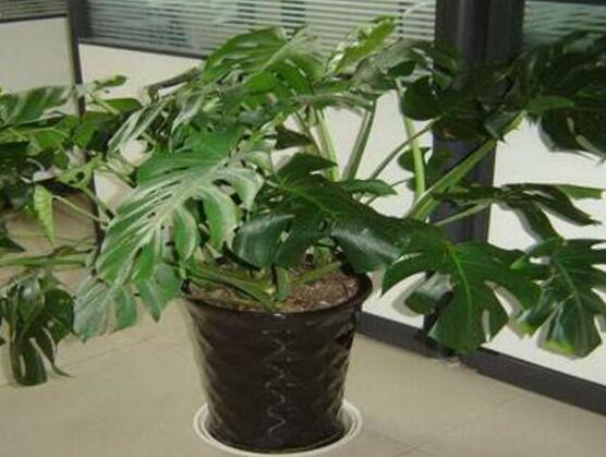 龜背竹有毒嗎，龜背竹可以放入室內(nèi)養(yǎng)嗎