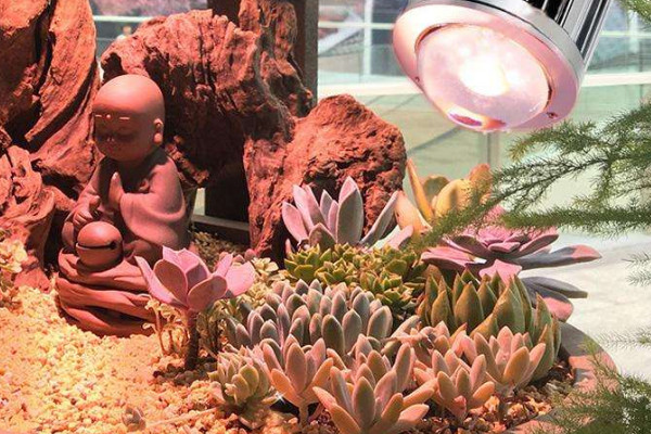 多肉補(bǔ)光燈怎么選