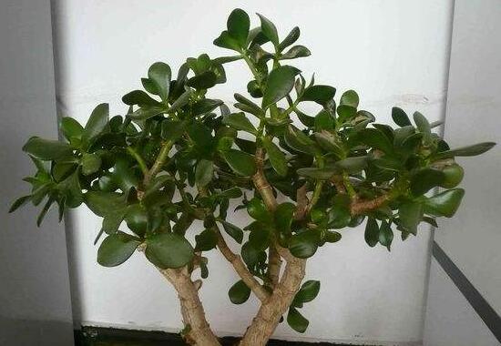 燕子掌的修剪方法，保留主枝反復(fù)摘心(春秋生長(zhǎng)期)