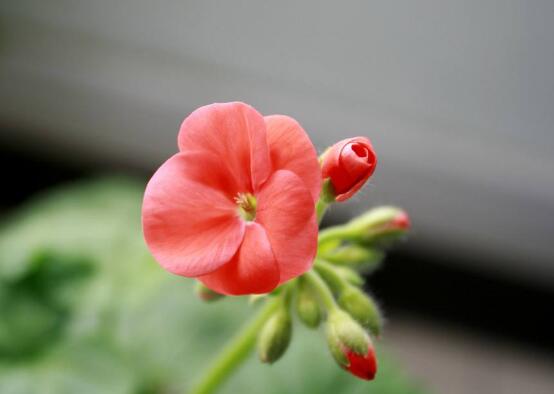 天竺葵爛根怎么辦，天竺葵爛根解決辦法